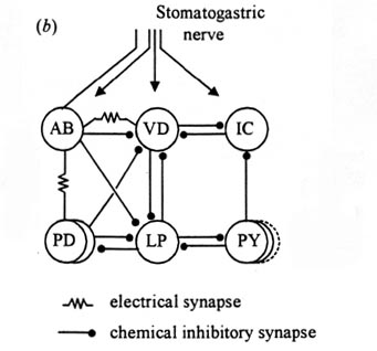 Lobster Gastric Mill